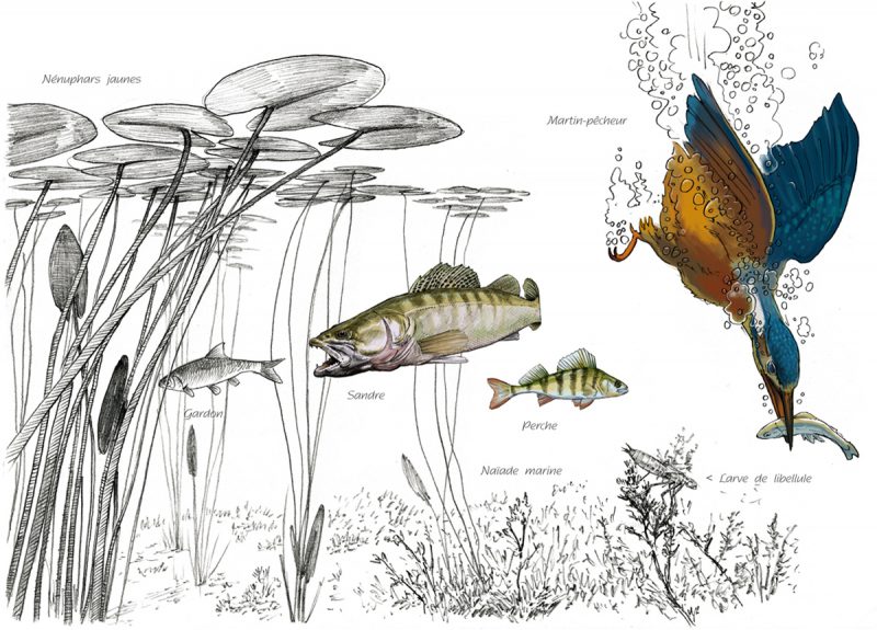 Visuel du pupitre transparent, illustration de Cyril Leroy