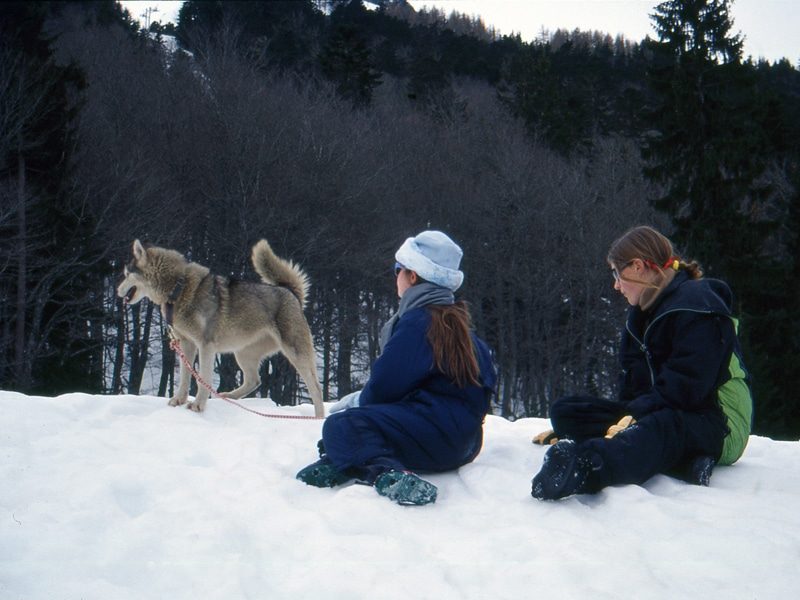 Enfants et chien de traineau, séjour montagne